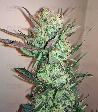 Northern Light X Big Bud (World of Seeds) Cannabis-Samen