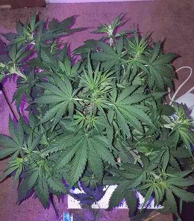 Tangie'matic Auto feminisierte Samen (Fast Buds)