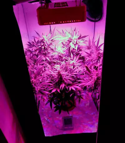Black Jack Auto (Sweet Seeds) Cannabis-Samen