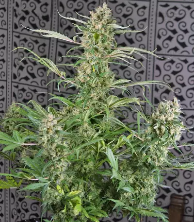 Crystal Candy Auto (Sweet Seeds)