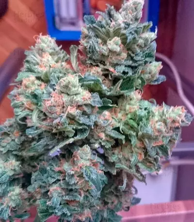 Fast Bud #2 Auto (Sweet Seeds) Cannabis-Samen