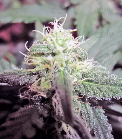 Green Poison Auto (Sweet Seeds) Cannabis-Samen