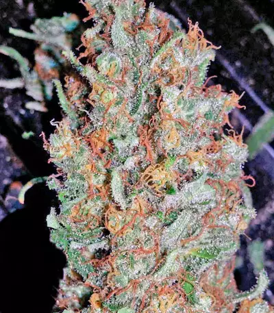 Red Dragon (Barney's Farm) Cannabis-Samen