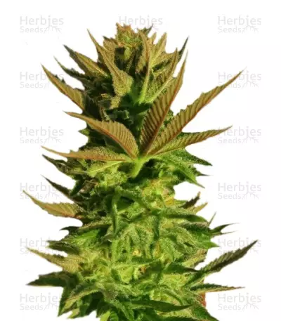 Kickass Auto (Kannabia Seeds) Cannabis-Samen