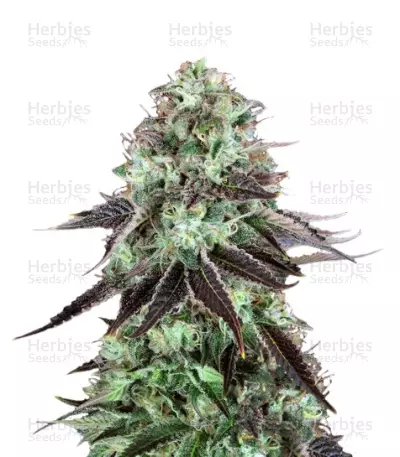 DarkStar (T.H. Seeds) Cannabis-Samen