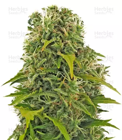 High Density Auto (Heavyweight Seeds) Cannabis-Samen