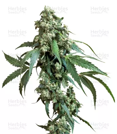 Jack Flash #5 (Sensi Seeds) Cannabis-Samen
