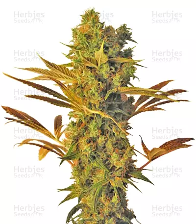 Hammershark (Resin Seeds) Cannabis-Samen