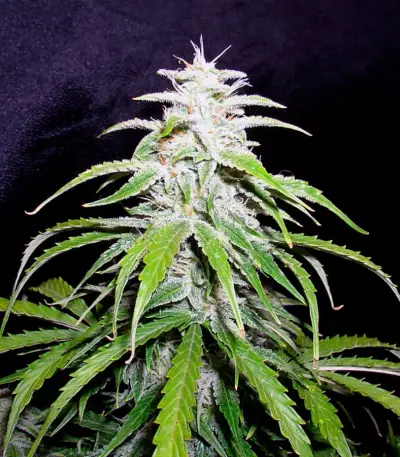Speed Devil #2 Auto (Sweet Seeds) Cannabis-Samen