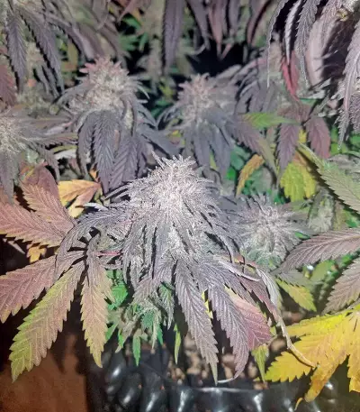 Amherst Sour Diesel (Humboldt Seeds Organization) Cannabis-Samen
