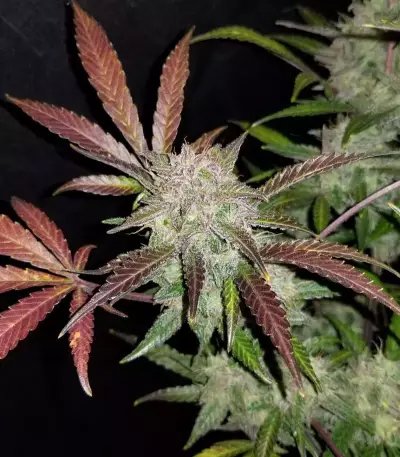 Cream Cookies Auto (Fast Buds) Cannabis-Samen