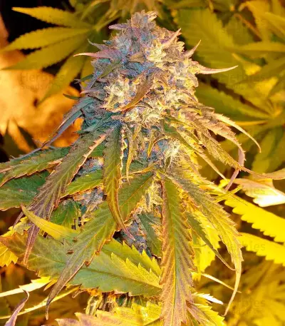 Purple Afghan Kush (Dinafem Seeds) Cannabis-Samen