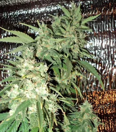 AK-47 regular (Serious Seeds) Cannabis-Samen