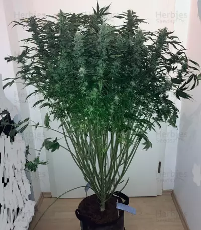 Auto Daiquiri Lime strain