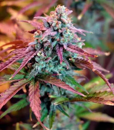 Auto Night Queen (Dutch Passion) Cannabis-Samen