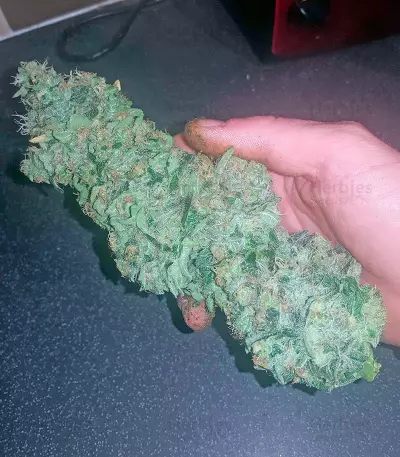 Bubba Kush (Humboldt Seeds Organization) Cannabis-Samen