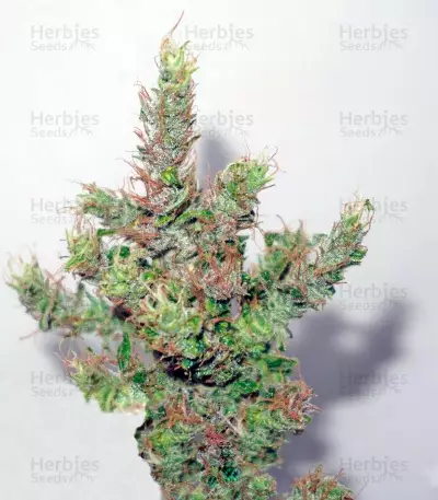 ComPassion (Dutch Passion) Cannabis-Samen