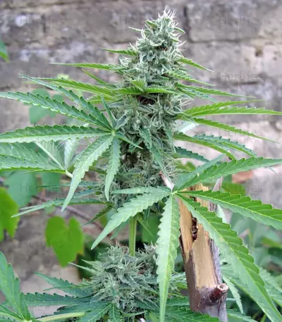 Buddha Deimos Auto (Buddha Seeds) Cannabis-Samen
