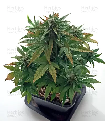 Roadrunner Autoflowering (Dinafem Seeds) Cannabis-Samen