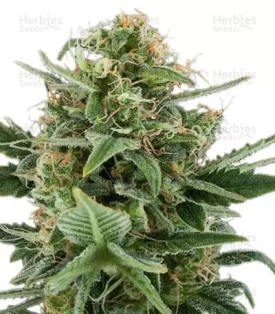 Royal Dwarf Auto (RQS) Cannabis-Samen