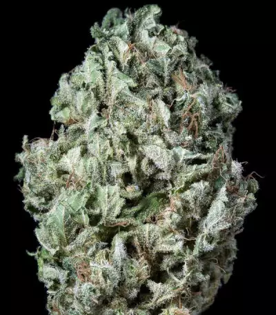 Sour Diesel Autoflowering (Dinafem Seeds) Cannabis-Samen