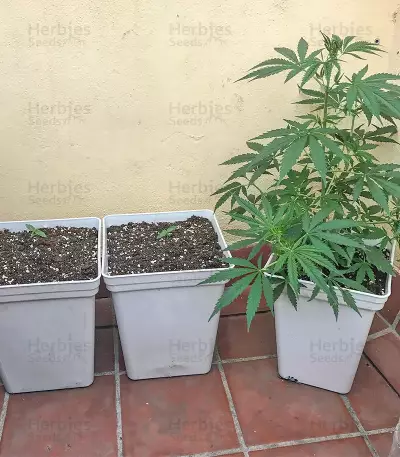 Sumo's OG Kush Auto (Sumo Seeds) Cannabis-Samen