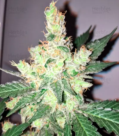 Trainwreck (Humboldt Seeds Organization) Cannabis-Samen