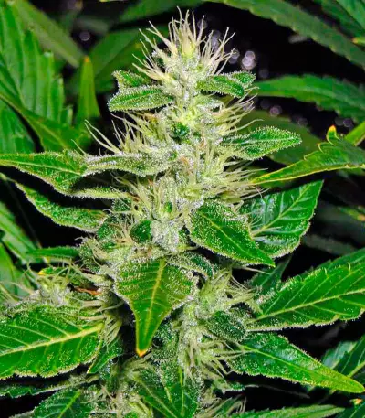 White Russian (Serious Seeds) Cannabis-Samen