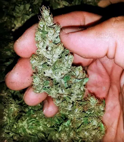 Wild Thailand (World of Seeds) Cannabis-Samen