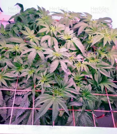 Big Devil F1 Fast Version strain