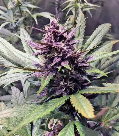 Devil Cream Auto (Sweet Seeds) Cannabis-Samen