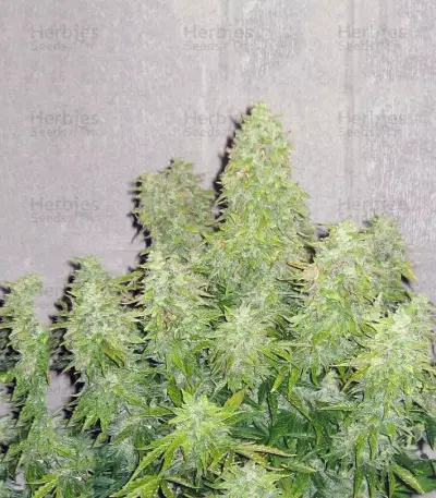Haze Gom Auto (Grass-O-Matic) Cannabis-Samen
