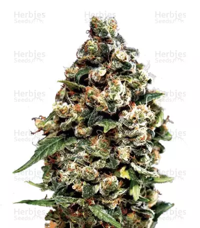 Jack Herer Auto (GHS) Cannabis-Samen