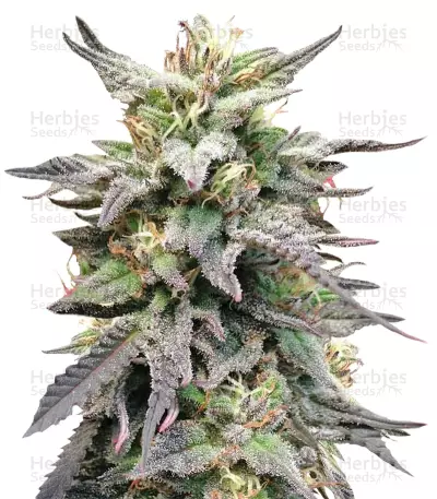 Dieseltonic (Resin Seeds) Cannabis-Samen