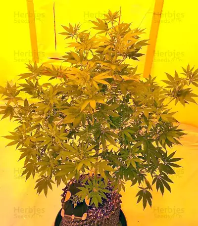 Colombian Gold (World of Seeds)