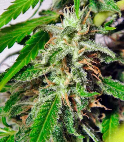 Sweet Tai (Sweet Seeds) Cannabis-Samen