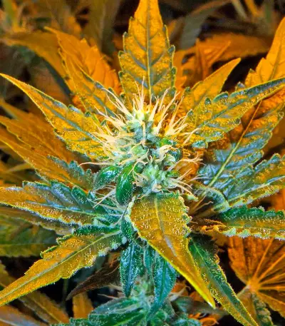 Afghan Kush X White Widow (World of Seeds) Cannabis-Samen