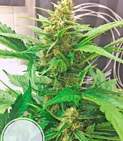 Amnesia XXL Autoflowering (Dinafem Seeds) Cannabis-Samen