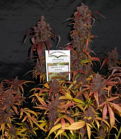 ​​​​​​​Auto Blackberry Kush feminisierte Samen