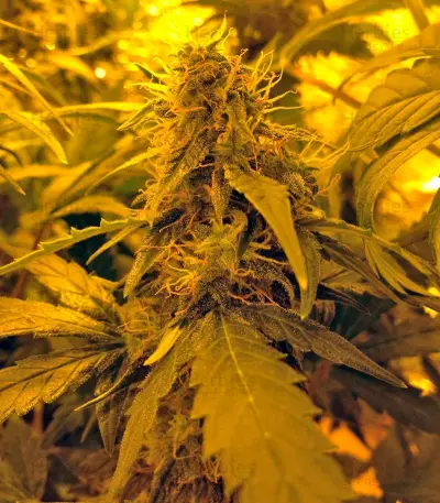 Auto Blue Pyramid strain