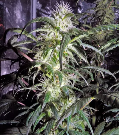 Auto Kryptonite (Pyramid Seeds) Cannabis-Samen