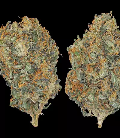 CBD-Chronic (Serious Seeds)