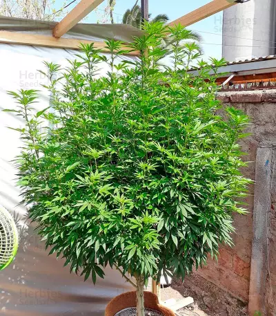 Chemdawg (Humboldt Seeds Organization) Cannabis-Samen