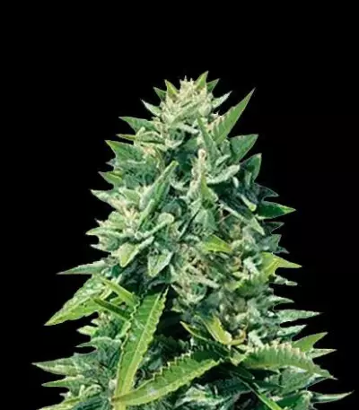 Crystal Queen (Vision Seeds) Cannabis-Samen