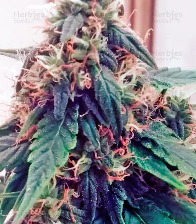 Northern Lights Auto (Vision Seeds) Cannabis-Samen