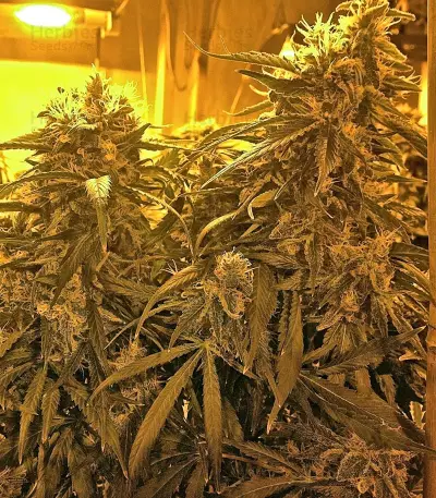 Raspberry Diesel (Humboldt Seeds Organization) Cannabis-Samen