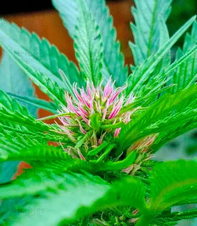 Serious 6 regular (Serious Seeds) Cannabis-Samen