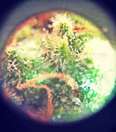 Sumo's OG Kush Auto (Sumo Seeds) Cannabis-Samen
