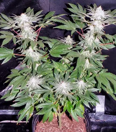 S.A.D. Sweet Afgani Delicious S1 (Sweet Seeds) Cannabis-Samen