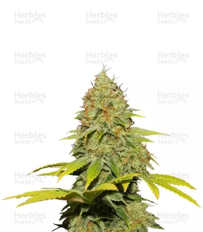 Jack Herer regular (Sensi Seeds) Cannabis-Samen